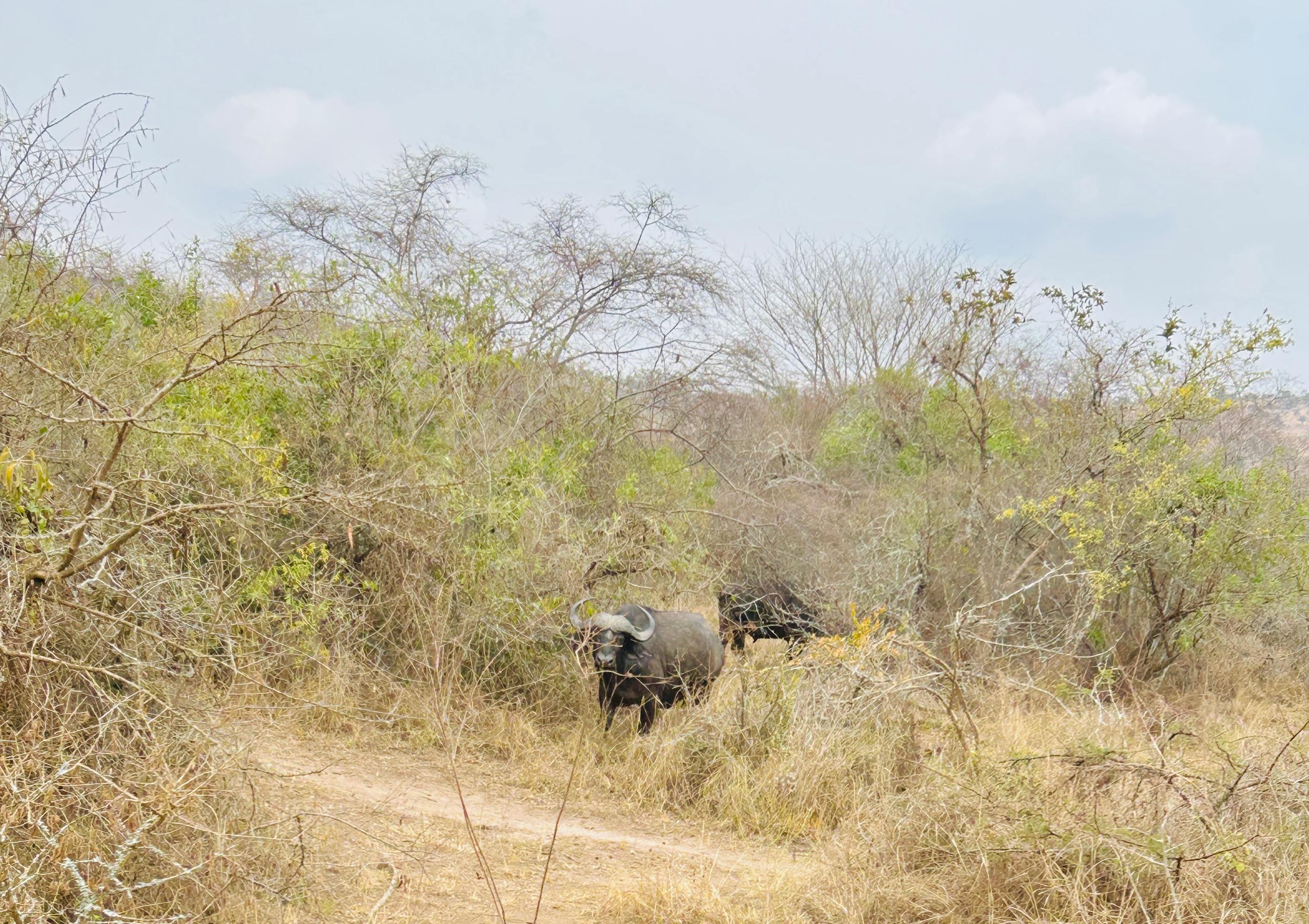 Best of Rwanda Safari & Primate Experience